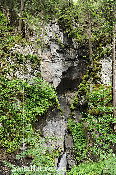 Foto: Pflanzen in Felswand einer Schlucht (Griesschlucht). In den Felsritzen haben sich Pflanzen, wie Moose und Farne angesiedelt und auf Felsvorsprüngen vermögen sich Bäume zu halten.