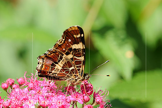 Foto: Landkärtchen der Sommergeneration auf Blütendolde eines Spierstrauchs. Die Flügel sind geschlossen und die Landkartenzeichnung ist gut sichtbar.