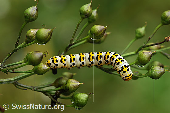 Brauner Mönch (Cucullia verbasci), Raupe