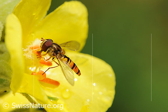 Foto: Gemeine Winterschwebefliege auf gelber Blüte.