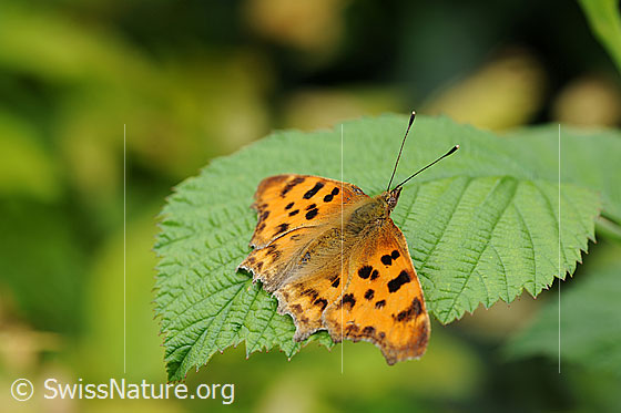 C-Falter (Polygonia c-album)