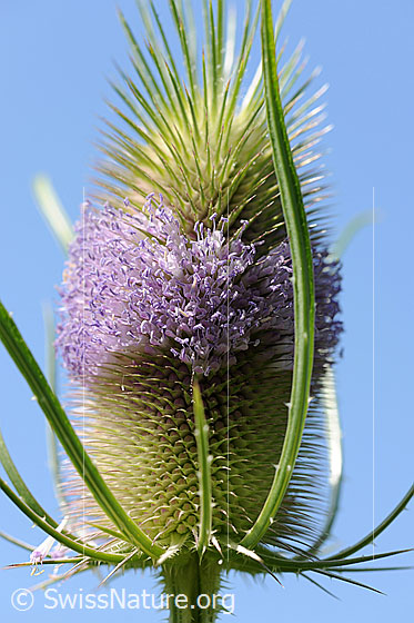 Wilde Karde (Dipsacus fullonum)