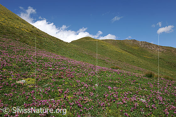 Foto: Blühende Bergwiesen in sanfter Berglandschaft. Die Alpweiden sind mit zahlreichen rot und gelb blühenden Bergblumen bewachsen. Im Vordergrund ist Alpen-Klee zu sehen.
Lat.: Trifolium alpinum 
Famile: Schmetterlingsblütler