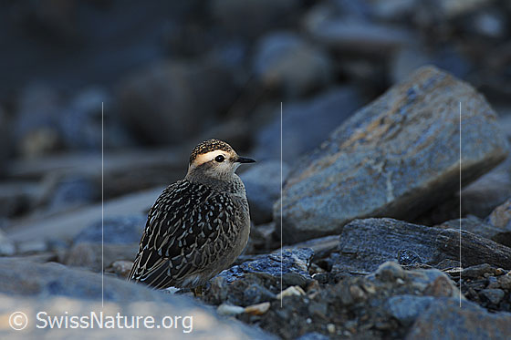 Foto: Junger Mornellregenpfeifer (Eudromias morinellus). Jungvogel im Abendlicht.
Umgebung: Karge Fläche mit wenig Vegetation. Höhe: ca. 2700m ü.M.
Lat.: Eudromias morinellus (Synonym: Charadrius morinellus)
Familie: Charadriidae (Regenpfeifer)
Unterfamilie: Charadriinae (Eigentliche Regenpfeifer)
Gattung: Eudromias