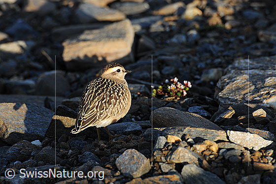 Foto: Mornellregenpfeifer (Eudromias morinellus). Jungvogel im Abendlicht.
Umgebung: Karge Fläche mit wenig Vegetation. Höhe: ca. 2700m ü.M.
Lat.: Eudromias morinellus (Synonym: Charadrius morinellus)
Familie: Charadriidae (Regenpfeifer)
Unterfamilie: Charadriinae (Eigentliche Regenpfeifer)
Gattung: Eudromias