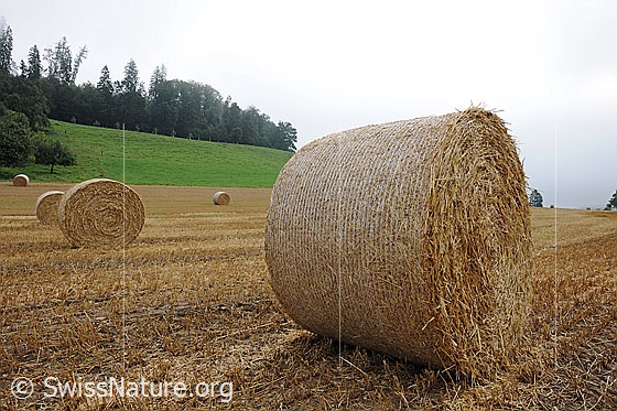 Foto: Getreideernte. 
Gepresste Strohballen liegen auf dem abgeernteten Getreidefeld zum Abtransport bereit.