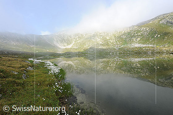 Foto: Am Ufer des spiegelnden Jostsee. Ein Gürtel Wollgras estreckt sich dem Bergsee entlang. Leichter Nebel und Wolkenreste lösen sich stimmungsvoll auf.
