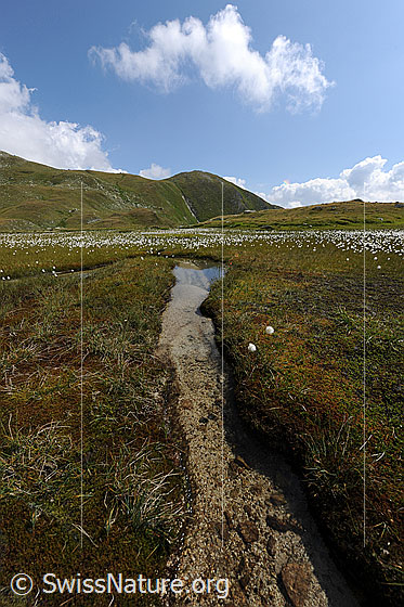 Foto: Wasserlauf in kleinem Hochmoor. Im Hintergrund sind Alpweiden und am Himmel Quellwolken zu sehen.