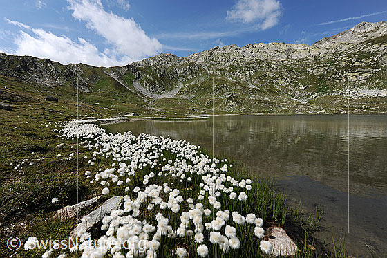 Foto: Bergsee mit Wollgrasgürtel. Blühendes Wollgras erstreckt sich dem Ufer des Jostsee entlang. Der See ist von grünen Alpweiden und mit Fels durchsetzten Berghängen umgeben.