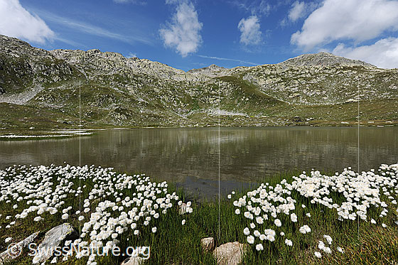Foto: Jostsee und Sidelhorn mit schwacher Spiegelung. Am Ufer des Bergsees ist blühendes Wollgras zu sehen. Lockere Quellwolken zieren den blauen Himmel.