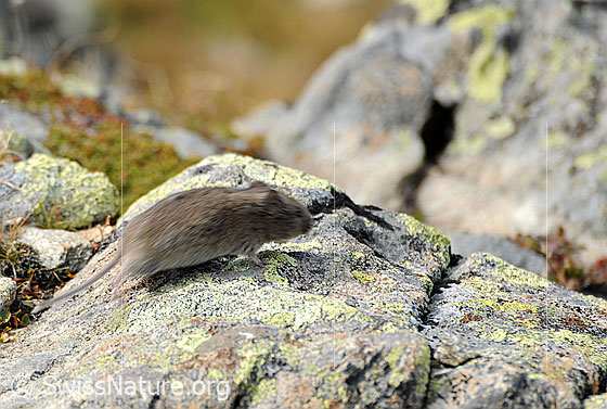 Photo: Running mouse (Myodes glareolus)