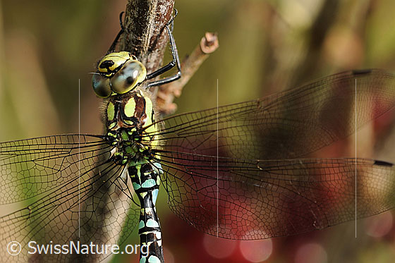 Blaugrüne Mosaikjungfer (Aeshna cyanea)