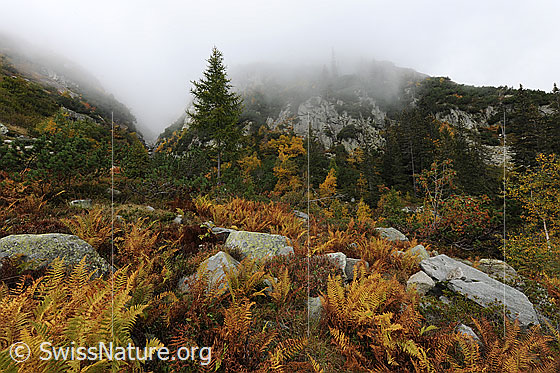 Foto: Herbstfarben und Herbststimmung mit Nebel. Der Boden ist mit Farn bewachsen. Dazwischen befinden sich Felsblöcke und im Hintergrund sind eine junge Lärche und felsiges Gelände zu sehen.