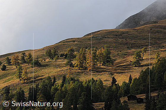 Foto: Bergwald und Alpweiden in den Herbstfarben mit Spiel von Licht und Schatten in der urtümlichen Herbstlandschaft. Der lichte Lärchenwald ist teilweise gelb gefärbt. In einer Waldlichtung sind zwei Ställe zu sehen.