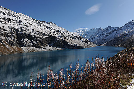 Foto: Lac de Moiry im Herbst mit verblühten Weidenröschen im Vordergrund. Das Wasser des Stausees ist blau und die Berghänge sind bereits verschneit.