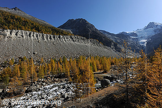 Foto: Goldener Lärchenwald entlang der Moräne des Riedgletschers.
Über der Seitenmoräne ist das Färichhorn und über dem Gletscher das Dürrenhorn zu sehen.
