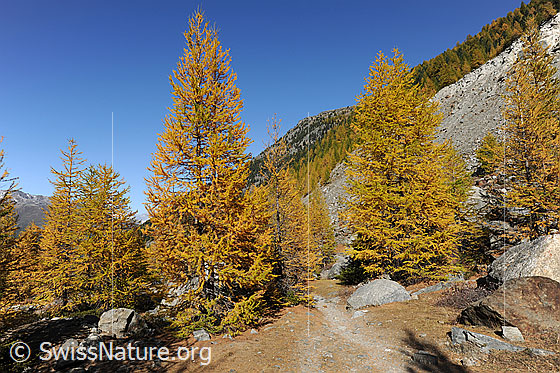 Foto: Herbtfarben im Lärchenwald. Zwischen den goldgelben Lärchen hindurch verläuft ein Wanderweg talwärts. Im Hintergrund sind Herbstwälder und eine steile Seitenmoräne sichtbar.