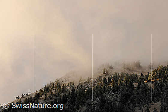 Foto: Nebelstimmung und verschneite Alp. Streiflicht fällt auf herbstlich gefärbten Lärchenwald und zwei Ställe auf einer Alpweide, welche von lichtem Wald umgeben sind. Die Herbstlandschaft ist leicht mit Neuschnee überpudert und der Nebel verleiht ihr eine geheimnisvolle Stimmung.