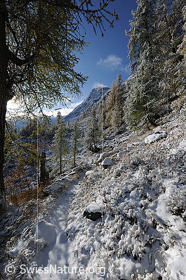 Foto: Neuschnee auf Bergweg. Der Pfad führt durch lichten Lärchenwald mit erstem Schnee im Herbst.