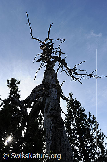Foto: Alter, knorriger Baum (abgestorbene Föhre).