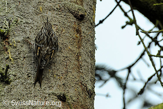 Photo: Eurasian Treecreeper (Certhia familiaris) foraging on a tree trunk. The bird is well camouflaged.