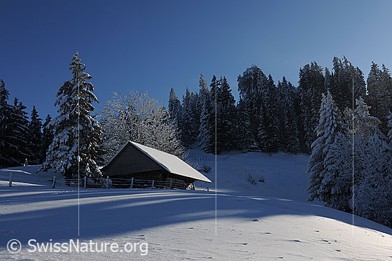 Foto: Stall in Winterlandschaft mit verschneitem Tannenwald und schneebedeckter Alpweide mit Zaun.