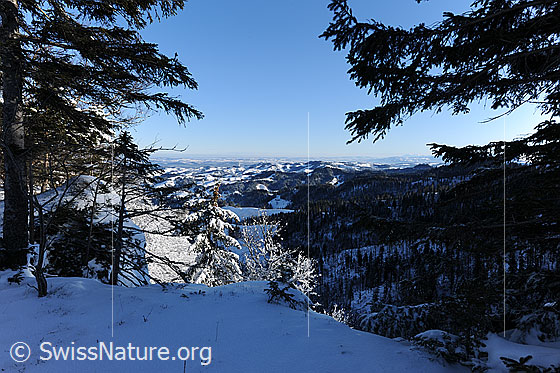 Foto: Winterlandschaft Luzerner Hinterland. Ausblick zwischen Tannen hindurch ins Luzerner Hinterland. Hügellandschaft und Wälder sind schneebedeckt.