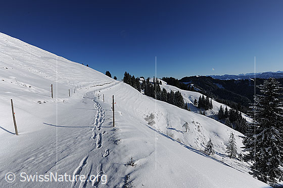 Foto: Schneebedeckter Weg in Hügellandschaft mit verschneiten Wäldern. Im Schnee sind Fussspuren zu sehen. Der Fahrweg wird von Weidezäunen gesäumt. Im Hintergrund ist der Napf erkennbar.