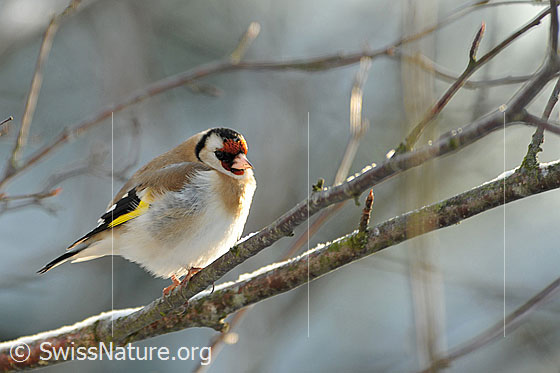 Distelfink (Carduelis carduelis) auf Ast sitzend