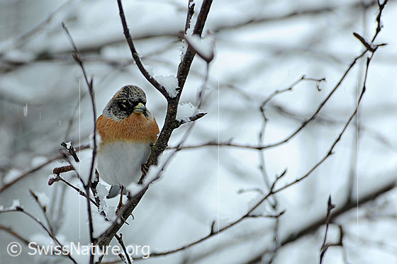Bergfink (Fringilla montifringilla)