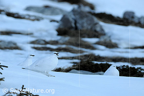 Foto: Schneehühner im Winterkleid. 
Alpenschneehuhn
Lat.: Lagopus mutus 
Familie: Hühnervögel
