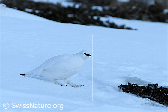 Foto: Schneehuhn auf Schneefeld unterwegs. Das Alpentier ist mit seinem Winterkleid bestens getarnt und kaum von der Schneefläche zu unterscheiden.
Alpenschneehuhn
Lat.: Lagopus mutus 
Familie: Hühnervögel