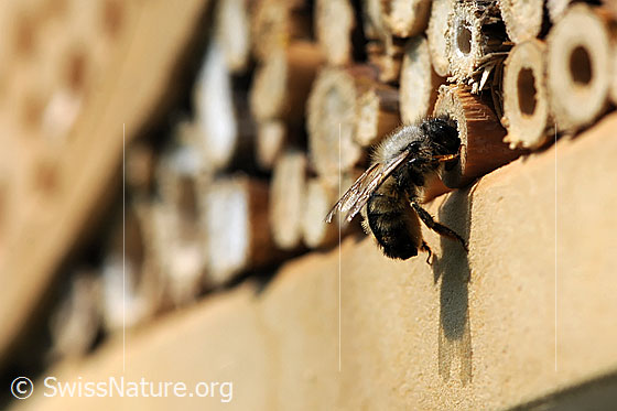 Foto: Wildbiene an Loch eines Bienenhotels.