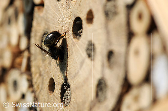 Foto: Wildbiene verschliesst Eingang zur Brutstätte im Bienenhotel.