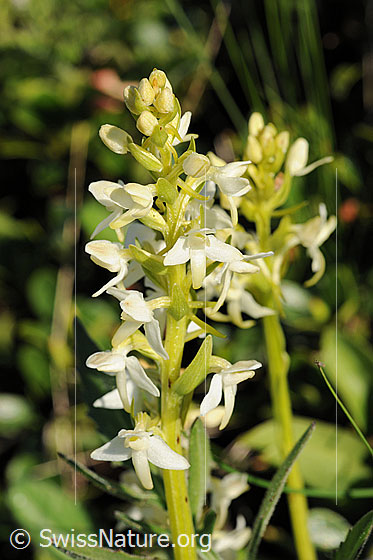 Photo: Platanthera bifolia. Inflorescence.
Lat.: Platanthera bifolia
Family: Orchidaceae
Subfamily: Orchidoideae
Genus: Platanthera