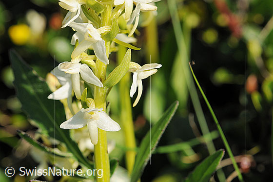 Photo: Platanthera bifolia. Blossoms.
Lat.: Platanthera bifolia
Family: Orchidaceae
Subfamily: Orchidoideae
Genus: Platanthera