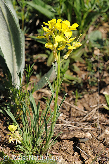 Foto: Schweizer Schöterich
Lat.: Erysimum rhaeticum
Familie: Brassicaceae
