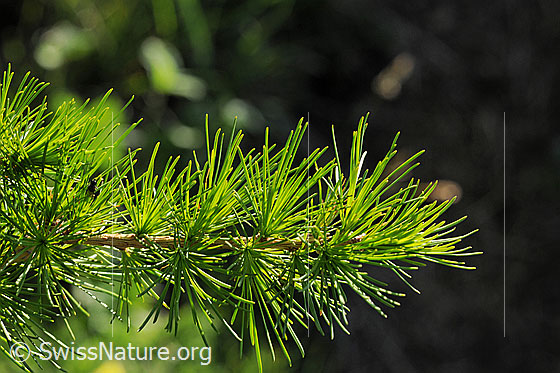 Foto: Ast einer Lärche mit Nadeln in frischem Grün.
Lat.: Larix decidua
Familie: Pinaceae