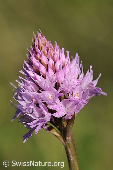 Foto: Kugelorchis (Traunsteinera globosa). Blüte.
Lat.: Traunsteinera globosa 
Familie: Orchidaceae (Orchideen)