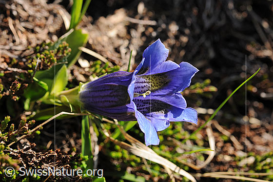 Foto: Enzian
Kochscher Enzian
Lat.: Gentiana acaulis
Familie: Gentiananceae (Enziangewächse)