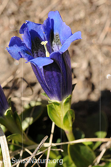 Foto: Kochscher Enzian
Lat.: Gentiana acaulis
Familie: Gentiananceae (Enziangewächse)