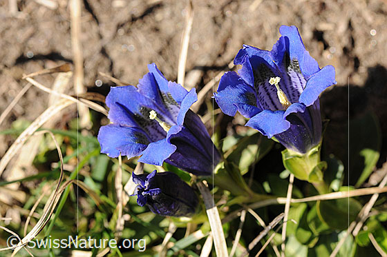 Foto: Enziane
Kochscher Enzian
Lat.: Gentiana acaulis
Familie: Gentiananceae (Enziangewächse)