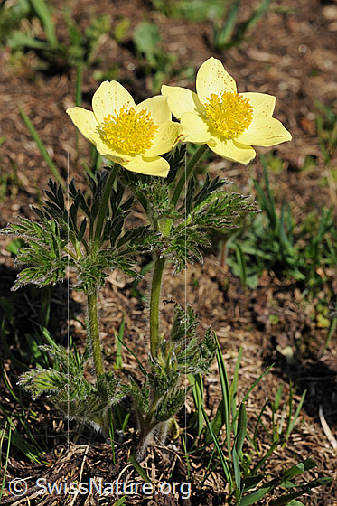 Schwefelanemonen