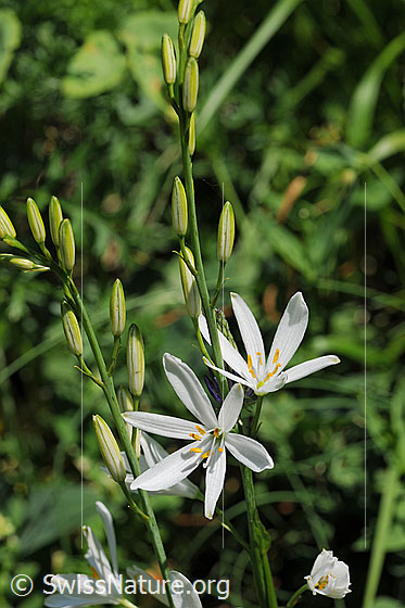 Foto: Astlose Graslilie
Lat.: Anthericum liliago 
Familie: Asparagaceae (Spargelgewächse)