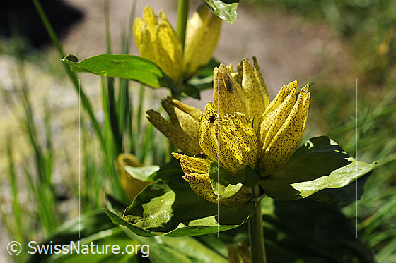 Foto: Getüpfelter Enzian (Gentiana punctata). Blüten.
Umgebung: Bergtal, ca. 2400m.
Lat.: Gentiana punctata
Familie: Gentianaceae (Enziangewächse)
Gattung: Gentiana (Enziane)