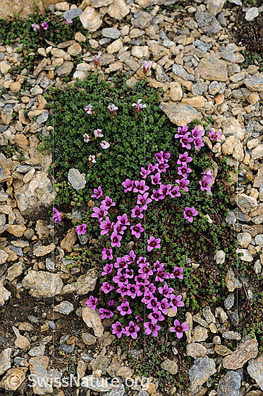 Foto: Gegenblättriger Steinbrech umgeben von kleinen Steinen.
Lat.: Saxifraga oppositifolia 
Familie: Saxifragaceae (Steinbrechgewächse)