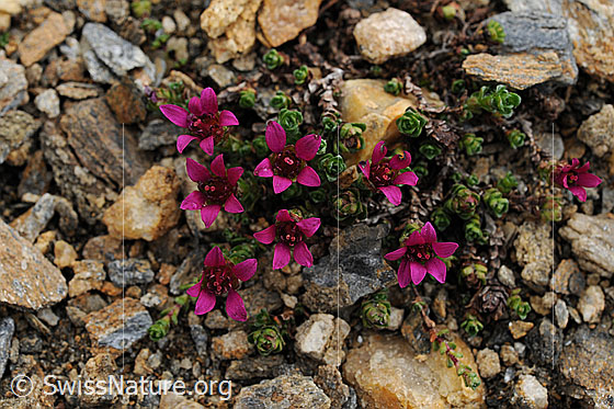 Foto: Steinbrech
Gegenblättriger Steinbrech
Lat.: Saxifraga oppositifolia 
Familie: Saxifragaceae (Steinbrechgewächse)