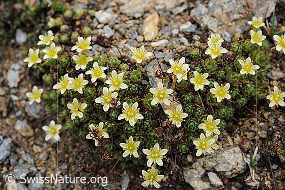 Foto: Flachblättriger Steinbrech 
Lat.: Saxifraga muscoides 
Familie: Saxifragaceae