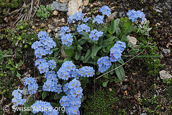 Foto: Alpen-Vergissmeinnicht (Gebirgs-Vergissmeinnicht), Blüten und Blätter
Lat.: Myosotis alpestris
Familie: Boraginaceae