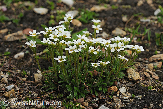 Foto: Mannsschild-Steinbrech, Pflanzengruppe
Lat.: Saxifraga androsacea
Familie: Saxifragaceae